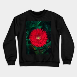 Red Scarlet Crewneck Sweatshirt